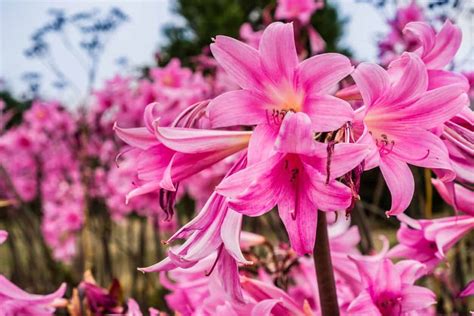 naked flower|13 Types of Naked Ladies and How to Care for Them